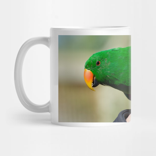 Eclectus Parrot - male by GP1746